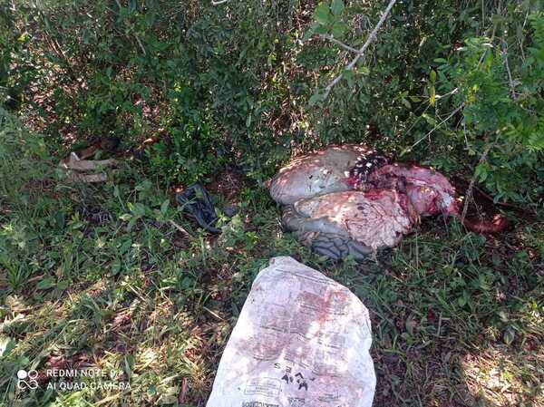 ABIGEOS FAENARON UN ANIMAL EN LA CIUDAD DE SANTÍSIMA TRINIDAD - Itapúa Noticias