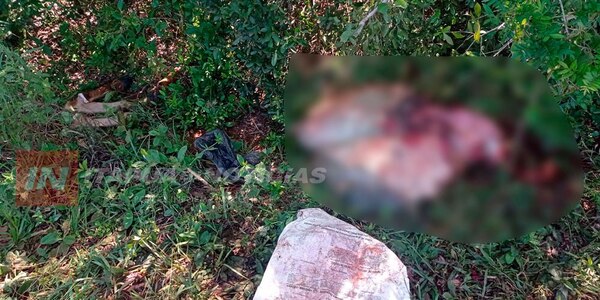 ABIGEOS FAENARON UN ANIMAL EN SANTÍSIMA TRINIDAD - Itapúa Noticias