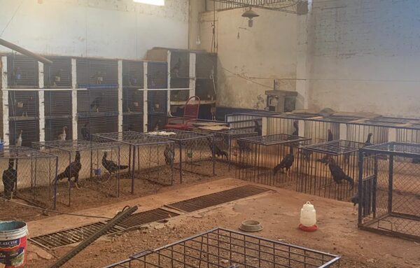Diario HOY | Hallan 61 gallos de pelea sin comida ni agua en un criadero clandestino