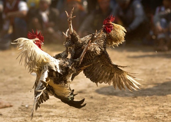 Allanan criadero clandestino de gallos presumiblemente para usarlos en riñas