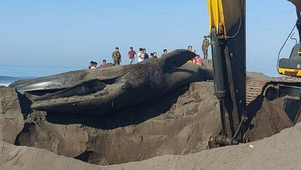 Ballena azul de 12 metros es hallada muerta en Guatemala