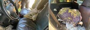 ¡El colmo! Cuatreros fueron sorprendidos "paseando" a una vaquita en el auto