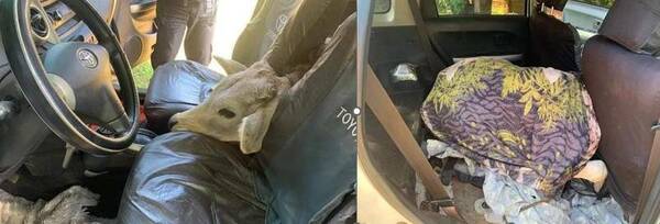 ¡El colmo! Cuatreros fueron sorprendidos "paseando" a una vaquita en el auto