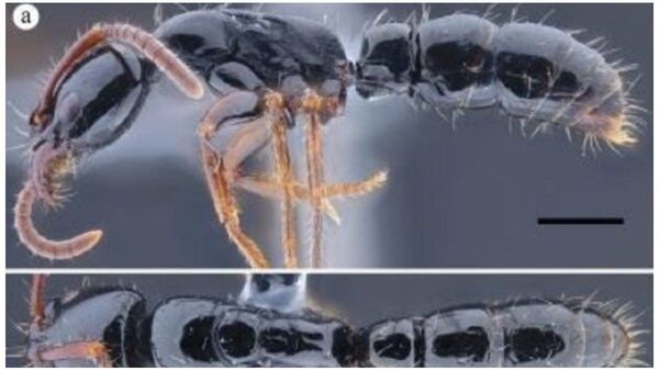 Describen dos nuevas especies de insectos en Ecuador
