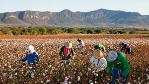 Detectan en Paraguay una enfermedad renal en agricultores