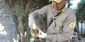 Senepa insiste en limpiar criaderos de mosquitos ante alta infestación larvaria - ADN Digital