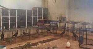 La Nación / Allanan casa por presunta cría de gallos de riña en Lambaré