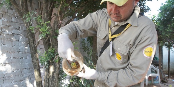 Senepa insiste en limpiar criaderos de mosquitos ante alta infestación larvaria