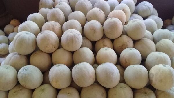 Melón japonés en el podio de las frutas favoritas del verano (en La Colmena se comercializó el 50% de la producción)