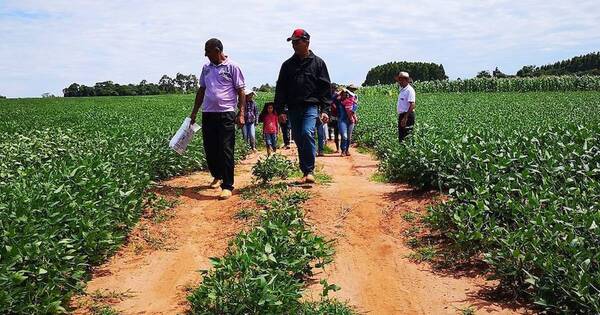 La Nación / Soja en San Pedro: Hay entusiasmo por la cotización