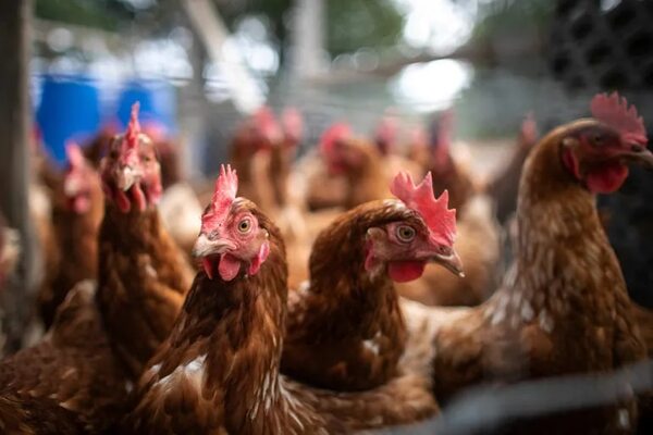 Sacrifican 10 millones de aves en Japón para contener la gripe aviar - Mundo - ABC Color