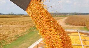 Los precios mundiales del trigo y el maíz alcanzaron niveles récords en 2022, según la FAO