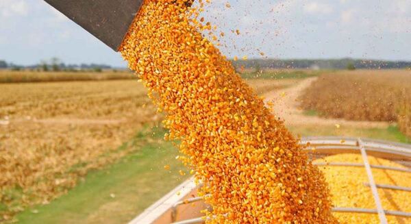 Los precios mundiales del trigo y el maíz alcanzaron niveles récords en 2022, según la FAO