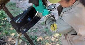 La Nación / Compromiso ciudadano: conocer el ciclo de vida del aedes aegypti para eliminar criaderos