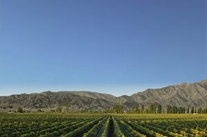 La "nueva normalidad" de la sequía en las bodegas argentinas - MarketData