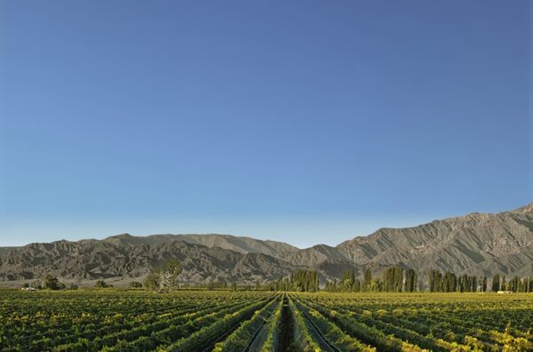 La "nueva normalidad" de la sequía en las bodegas argentinas - MarketData