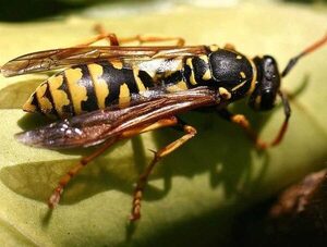 Una sola picadura de insecto puede generar una reacción tóxica a los alérgicos, explican · Radio Monumental 1080 AM