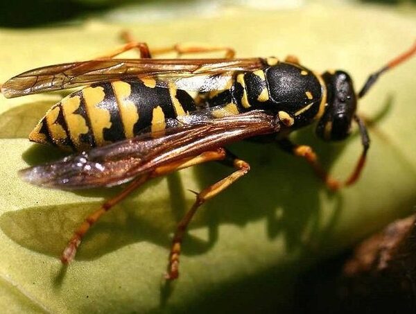 Una sola picadura de insecto puede generar una reacción tóxica a los alérgicos, explican · Radio Monumental 1080 AM