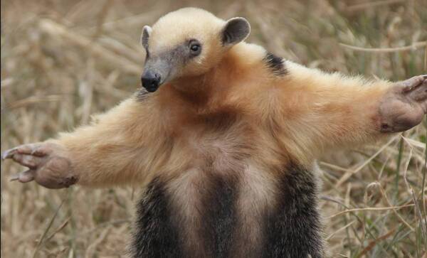 Recuerdan la prohibición de comercialización de Animales Silvestres