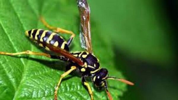 Avispas o abejas: ¿Qué hacer ante sus picaduras?