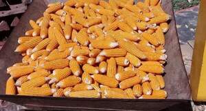 Agricultores se preparan para cosechar avatí para la chipa guazú