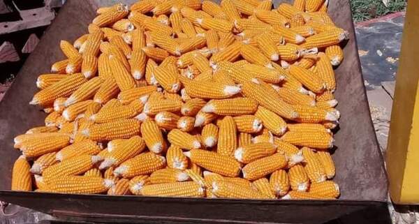 Agricultores se preparan para cosechar avatí para la chipa guazú