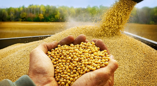 La soja es el principal cultivo de renta de los agricultores de San Pedro