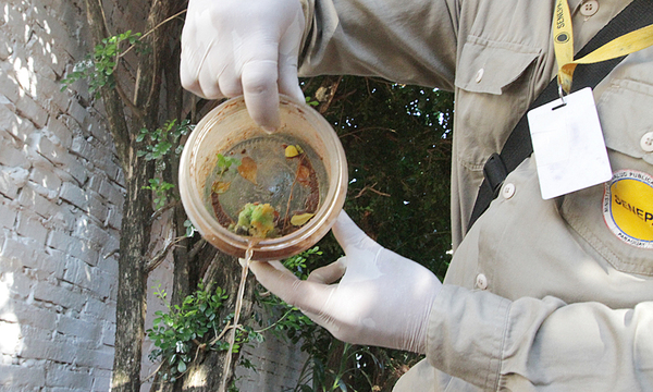 Eliminación de criaderos de mosquitos como principal acción ante el chikungunya - OviedoPress