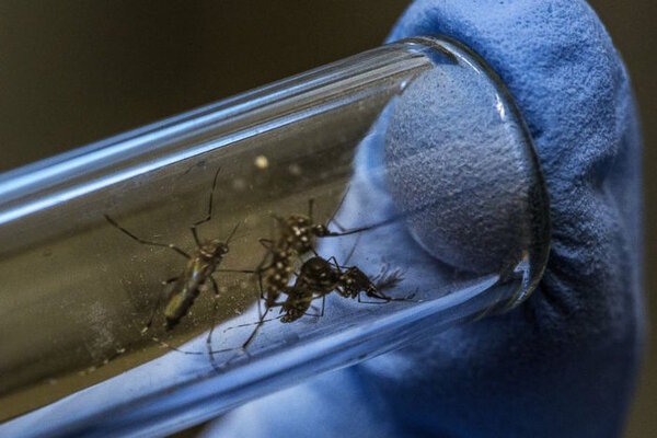 Se reportan más casos de chikungunya que de dengue | 1000 Noticias