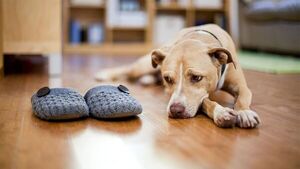 Señales de que tu perro podría estar deprimido