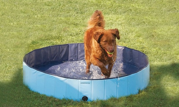 Refrescar a la mascota ante el calor - Paraguaype.com