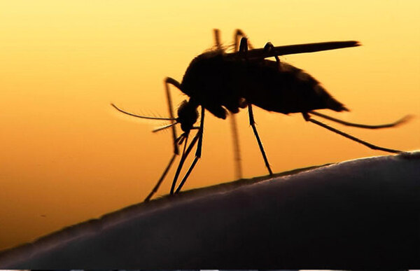 Alerta ante amenaza y dispersión nacional de chikungunya