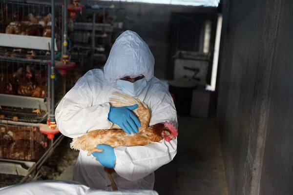 Diario HOY | Ecuador registra primer caso de influenza aviar en humanos