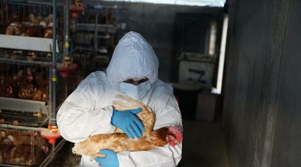 Ecuador registra primer caso de influenza aviar en humanos