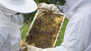 Dulce futuro: apicultores pronostican abundante producción y posibles inversiones en 2023