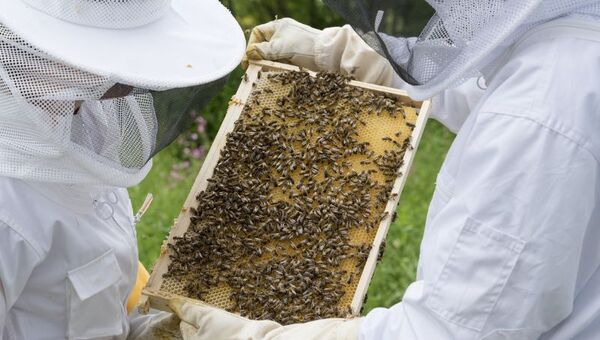 Dulce futuro: apicultores pronostican abundante producción y posibles inversiones en 2023