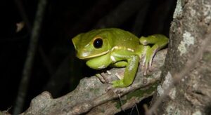 Investigadores aportan información sobre los cantos de anfibios a la biodiversidad paraguaya