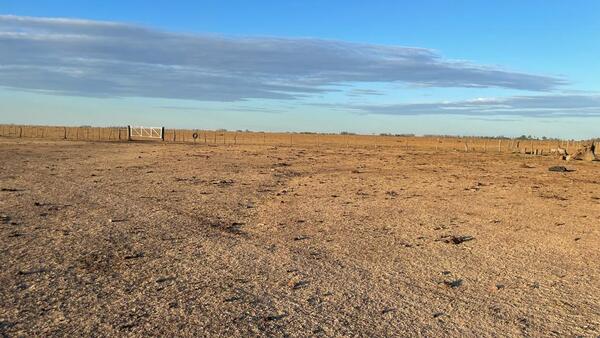 Más del 50% de la producción agropecuaria en Argentina está afectada por la sequía