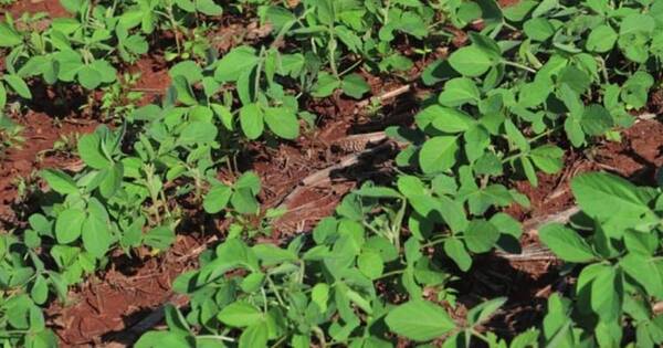 La Nación / Alto Paraná: productores indican mejores expectativas para los cultivos este 2023