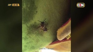 Ataque de avispas en Viilla Elisa - C9N