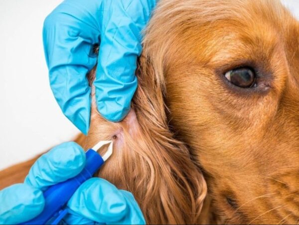 Cómo prevenir la presencia de garrapatas en las mascotas · Radio Monumental 1080 AM