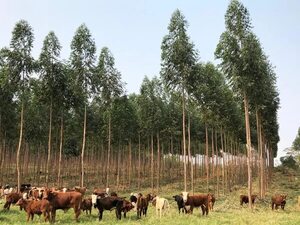 Producción forestal en sistemas agropecuarios tradicionales - Economía - ABC Color