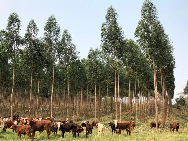 Producción forestal en sistemas agropecuarios tradicionales - Economía - ABC Color