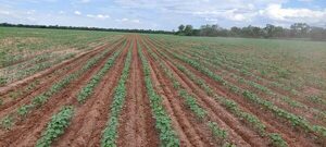 Lluvias ayudan a que siembra pueda avanzar en el Chaco - Economía - ABC Color
