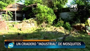 Lucha contra el dengue y chikungunya - SNT