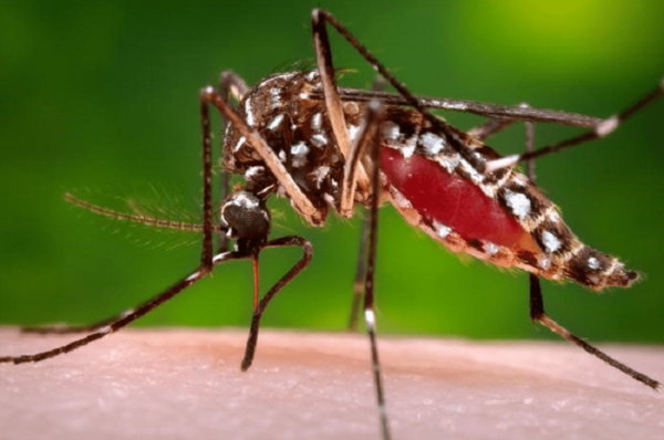 Salud en alerta ante amenaza y dispersión de chikungunya - Paraguaype.com