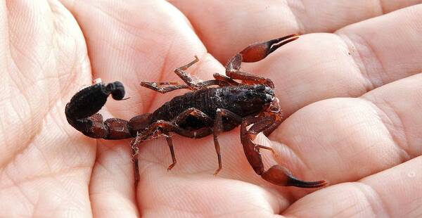 ¡Cuidado con los alacranes en esta época de altas temperaturas! - Unicanal