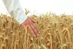 La actividad económica creció por cuarto mes consecutivo, con impulso del agro y la energía - MarketData