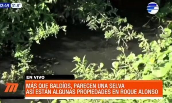 Más que baldíos, parecen una selva - Paraguaype.com