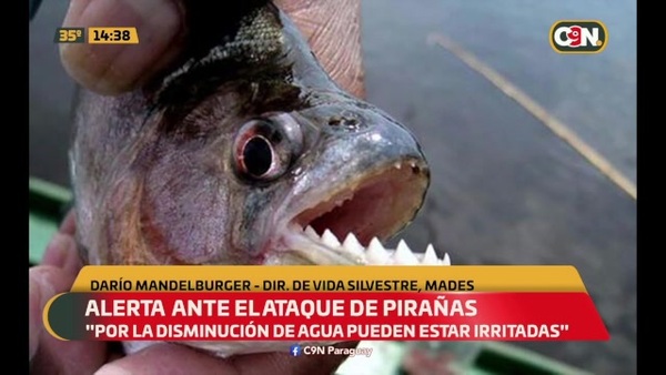 Preocupación ante los últimos ataques de pirañas en lugares turísticos - C9N
